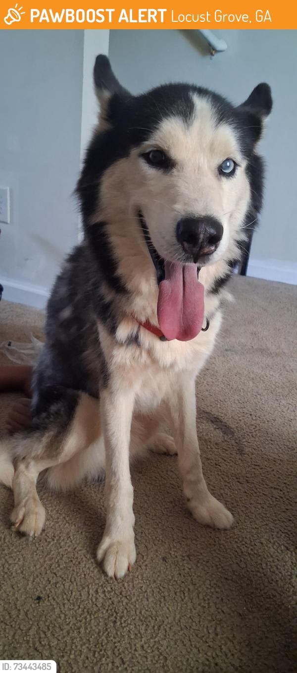 Found/Stray Male Dog last seen Avonwood circle and Nutwood trace, Locust Grove, GA 30248