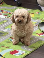 Lost Male Dog last seen Near Avonlea Dr Rockwall, Rockwall, TX 75087
