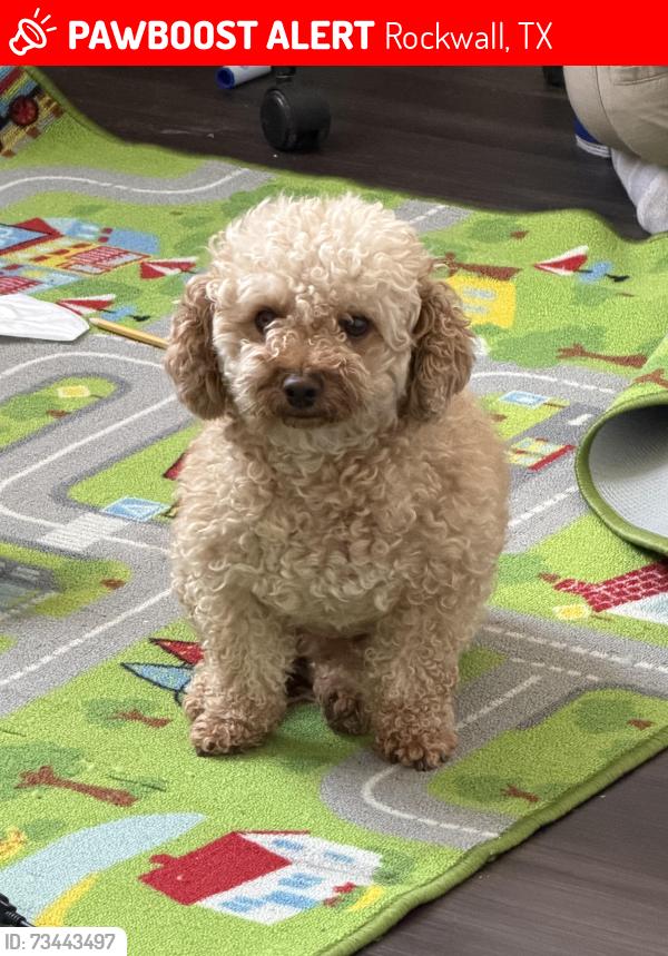 Lost Male Dog last seen Near Avonlea Dr Rockwall, Rockwall, TX 75087