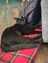 Found/Stray Male Cat last seen Saint Francis Boulevard in Anoka, Anoka, MN 55303