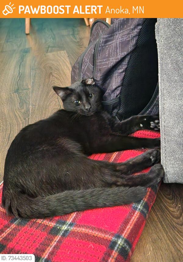 Found/Stray Male Cat last seen Saint Francis Boulevard in Anoka, Anoka, MN 55303