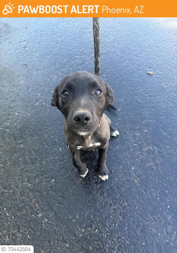 Found/Stray Male Dog last seen 63rd Ave and Baseline, Phoenix, AZ 85339