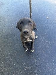 Found/Stray Male Dog last seen 63rd Ave and Baseline, Phoenix, AZ 85339