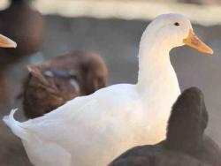 Shelter Stray Male Bird last seen , 5821 Sweetwater Rd, Bonita, CA 91902, USA