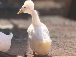 Shelter Stray Unknown Bird last seen , 5821 Sweetwater Rd, Bonita, CA 91902, USA