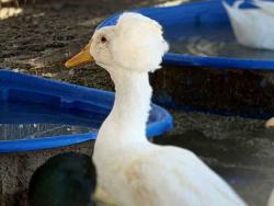 Shelter Stray Unknown Bird last seen , 5821 Sweetwater Rd, Bonita, CA 91902, USA