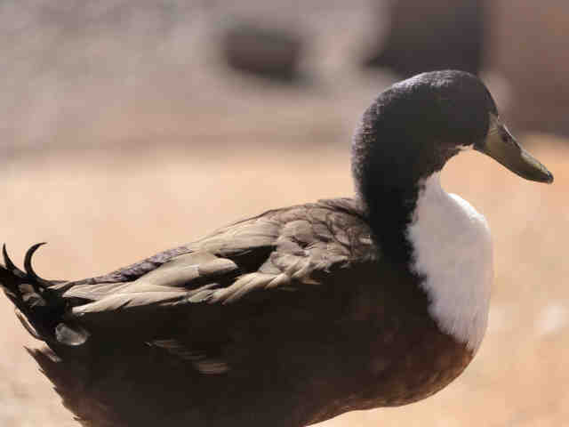Shelter Stray Male Bird last seen , 5821 Sweetwater Rd, Bonita, CA 91902, USA