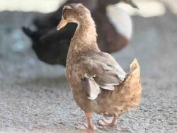 Shelter Stray Female Bird last seen , 5821 Sweetwater Rd, Bonita, CA 91902, USA