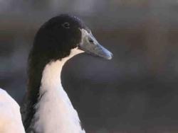 Shelter Stray Unknown Bird last seen , 5821 Sweetwater Rd, Bonita, CA 91902, USA