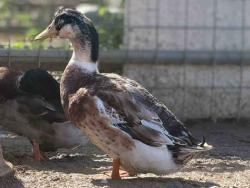 Shelter Stray Male Bird last seen , 5821 Sweetwater Rd, Bonita, CA 91902, USA