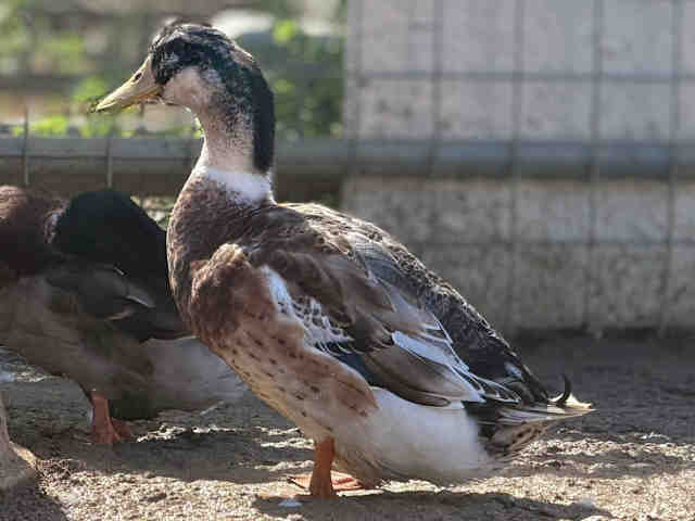 Shelter Stray Male Bird last seen , 5821 Sweetwater Rd, Bonita, CA 91902, USA