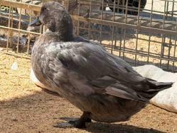 Shelter Stray Unknown Bird last seen , 5821 Sweetwater Rd, Bonita, CA 91902, USA