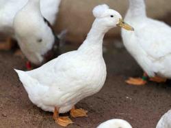 Shelter Stray Unknown Bird last seen , 5821 Sweetwater Rd, Bonita, CA 91902, USA