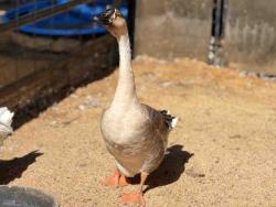 Shelter Stray Unknown Bird last seen , 5821 Sweetwater Rd, Bonita, CA 91902, USA