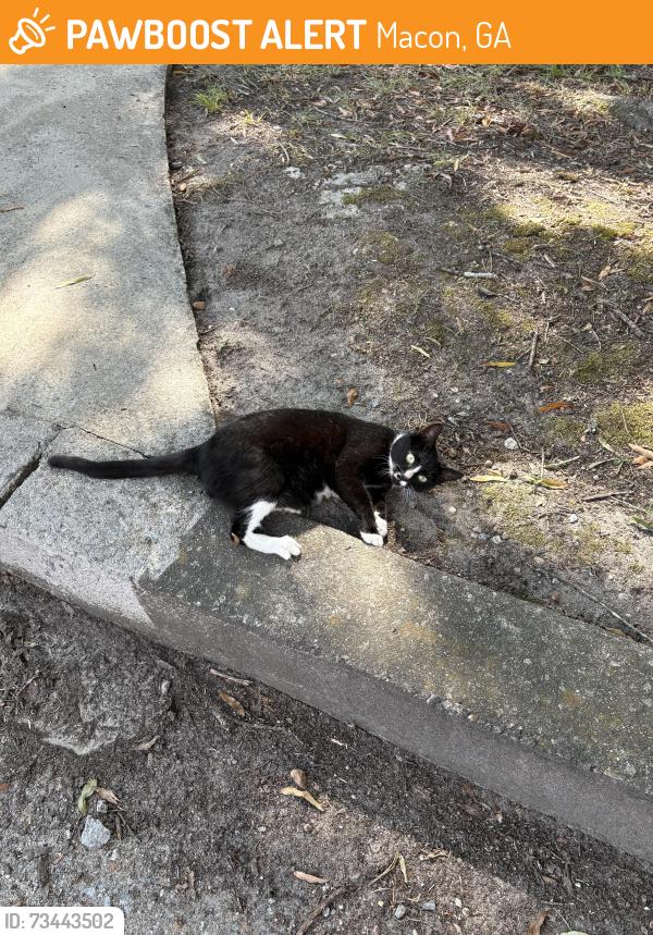 Found/Stray Unknown Cat last seen Near Mercer Campus / Tattnall Square Park, Macon, GA 31205
