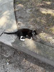 Found/Stray Unknown Cat last seen Near Mercer Campus / Tattnall Square Park, Macon, GA 31205