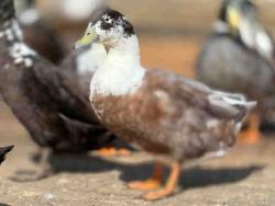 Shelter Stray Male Bird last seen , 5821 Sweetwater Rd, Bonita, CA 91902, USA
