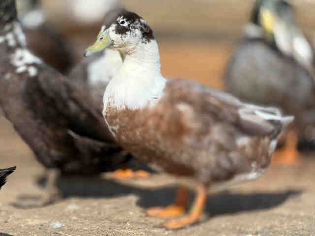 Shelter Stray Male Bird last seen , 5821 Sweetwater Rd, Bonita, CA 91902, USA