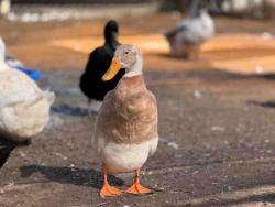 Shelter Stray Male Bird last seen , 5821 Sweetwater Rd, Bonita, CA 91902, USA