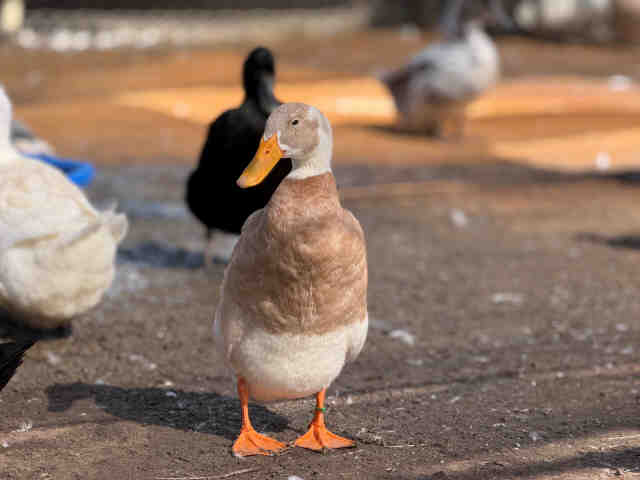 Shelter Stray Male Bird last seen , 5821 Sweetwater Rd, Bonita, CA 91902, USA