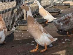 Shelter Stray Male Bird last seen , 5821 Sweetwater Rd, Bonita, CA 91902, USA
