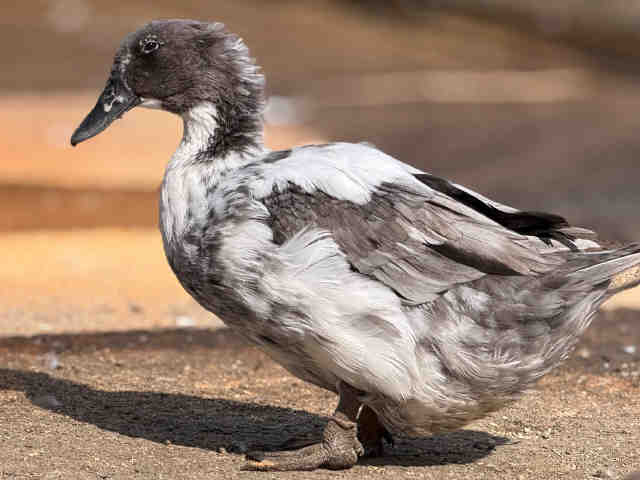 Shelter Stray Female Bird last seen , 5821 Sweetwater Rd, Bonita, CA 91902, USA