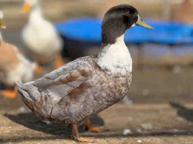 Shelter Stray Male Bird last seen , 5821 Sweetwater Rd, Bonita, CA 91902, USA