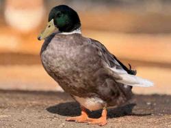 Shelter Stray Male Bird last seen , 5821 Sweetwater Rd, Bonita, CA 91902, USA