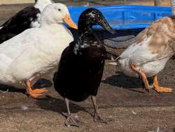 Shelter Stray Unknown Bird last seen , 5821 Sweetwater Rd, Bonita, CA 91902, USA
