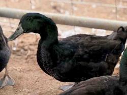 Shelter Stray Male Bird last seen , 5821 Sweetwater Rd, Bonita, CA 91902, USA
