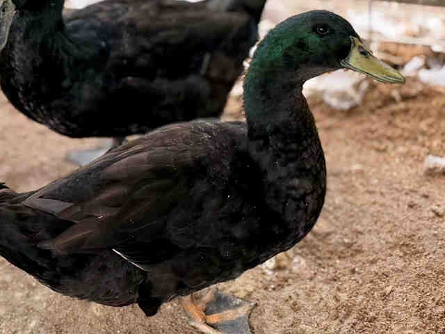 Shelter Stray Male Bird last seen , 5821 Sweetwater Rd, Bonita, CA 91902, USA