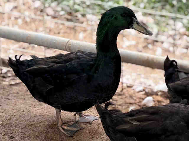 Shelter Stray Male Bird last seen , 5821 Sweetwater Rd, Bonita, CA 91902, USA