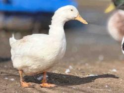Shelter Stray Female Bird last seen , 5821 Sweetwater Rd, Bonita, CA 91902, USA