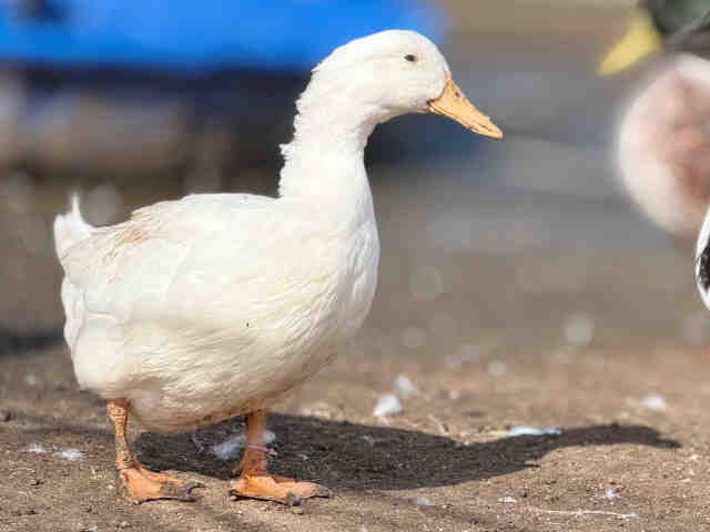 Shelter Stray Female Bird last seen , 5821 Sweetwater Rd, Bonita, CA 91902, USA