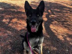 Shelter Stray Female Dog last seen , 5821 Sweetwater Rd, Bonita, CA 91902, USA