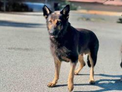 Shelter Stray Female Dog last seen QUARRY RD, 5821 Sweetwater Rd, Bonita, CA 91902, USA