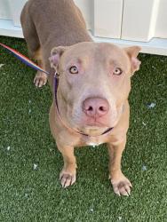 Shelter Stray Male Dog last seen Near BLOCK JASON RD, PARKTON NC 28371, 4704 Corporation Dr, Fayetteville, NC 28306, USA