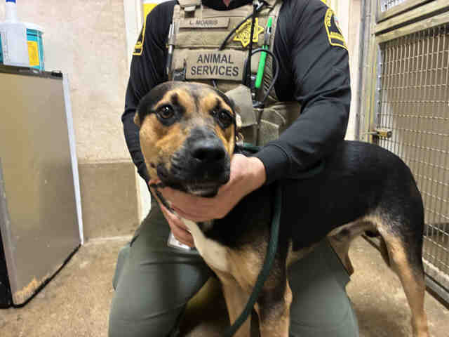 Shelter Stray Male Dog last seen Near BLOCK FREEWAY IN CAMPO, 5821 Sweetwater Rd, Bonita, CA 91902, USA