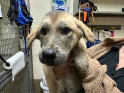 Shelter Stray Male Dog last seen MAIN ST, 5821 Sweetwater Rd, Bonita, CA 91902, USA