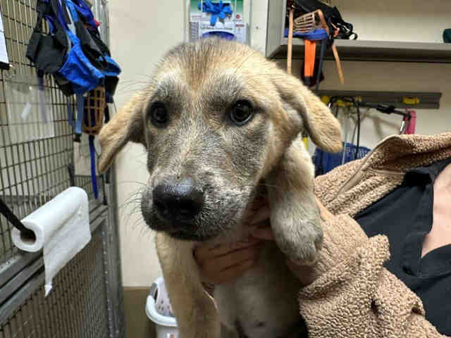 Shelter Stray Male Dog last seen MAIN ST, 5821 Sweetwater Rd, Bonita, CA 91902, USA