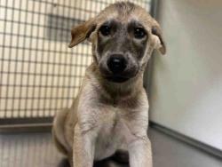 Shelter Stray Male Dog last seen MAIN ST, 5821 Sweetwater Rd, Bonita, CA 91902, USA