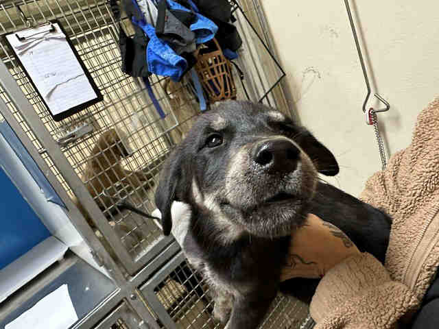 Shelter Stray Male Dog last seen MAIN ST, 5821 Sweetwater Rd, Bonita, CA 91902, USA