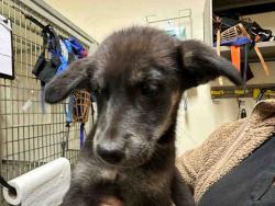 Shelter Stray Male Dog last seen MAIN ST, 5821 Sweetwater Rd, Bonita, CA 91902, USA