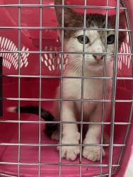 Shelter Stray Unknown Cat last seen RAL ON WEBSTER, 2600 NE Perry Ave, Peoria, IL 61603, USA