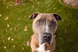 Shelter Stray Male Dog last seen , 2769 Conroy Rd, Orlando, FL 32839, USA