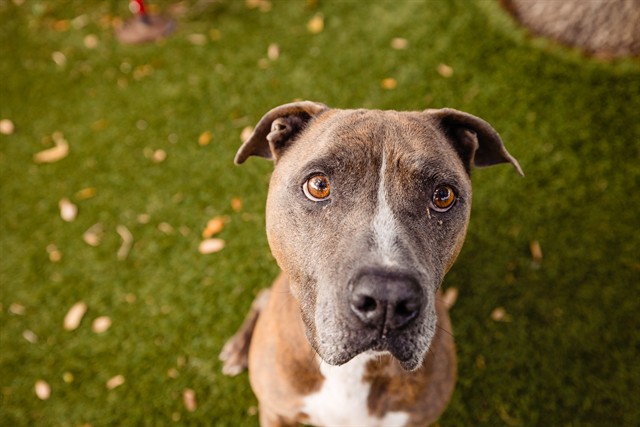 Shelter Stray Male Dog last seen , 2769 Conroy Rd, Orlando, FL 32839, USA