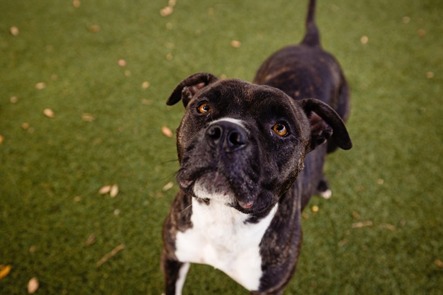 Shelter Stray Female Dog last seen , 2769 Conroy Rd, Orlando, FL 32839, USA
