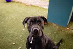 Shelter Stray Male Dog last seen , 2769 Conroy Rd, Orlando, FL 32839, USA