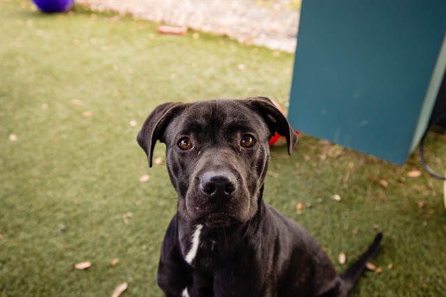 Shelter Stray Male Dog last seen , 2769 Conroy Rd, Orlando, FL 32839, USA