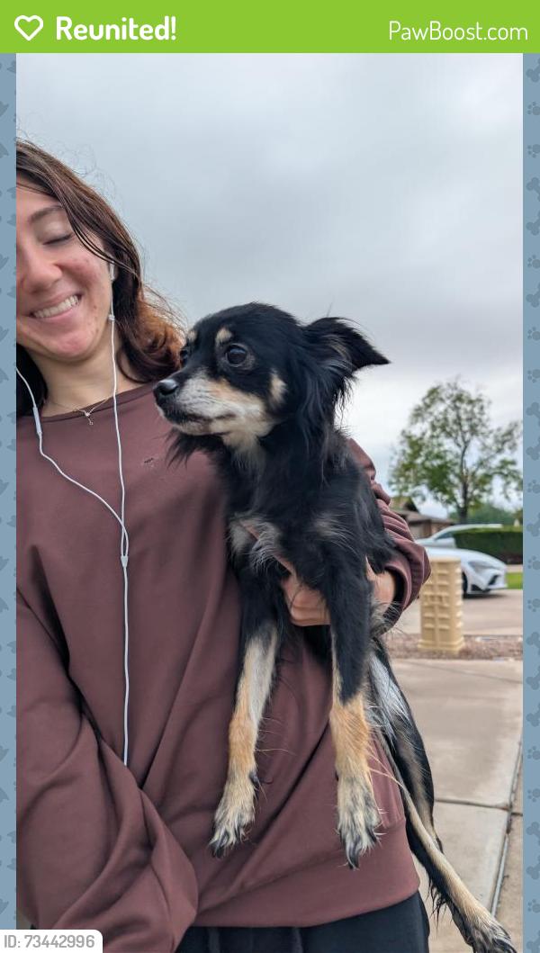 Reunited Female Dog last seen Gilbert and Baseline, Suntree, Mesa, AZ 85204